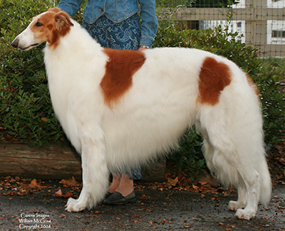 Top Conformation Borzoi 2007